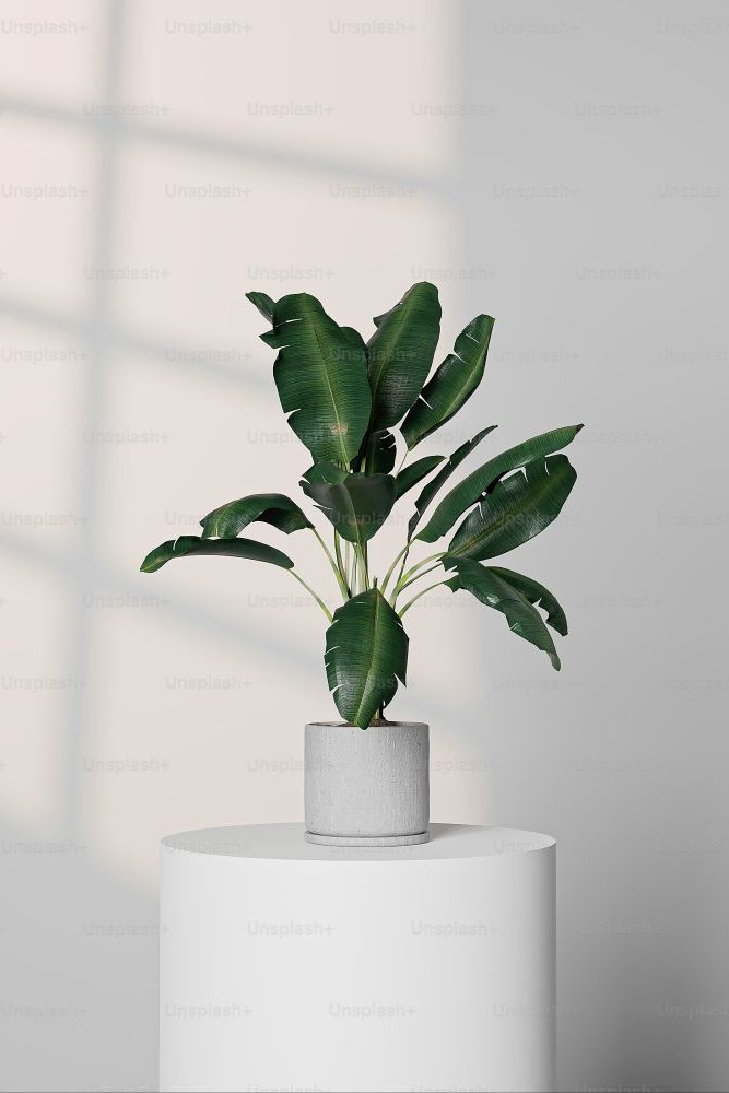 plantasdeinterior_alexmercadal